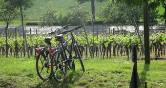 Bicycles in front of vines