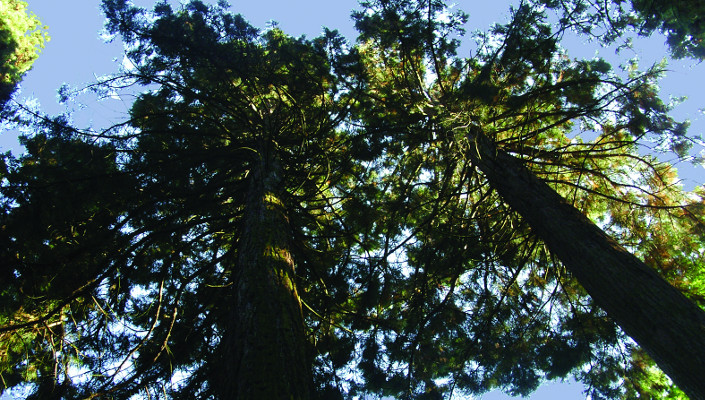 Baumspitzen im Exotenwald