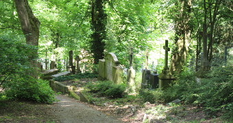 Gravestones and crosses in the midst of trees and green shrubs and light-flooded tree crowns