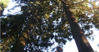 Giants Redwoods
