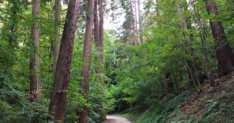 Hiking trail in the exotic forest