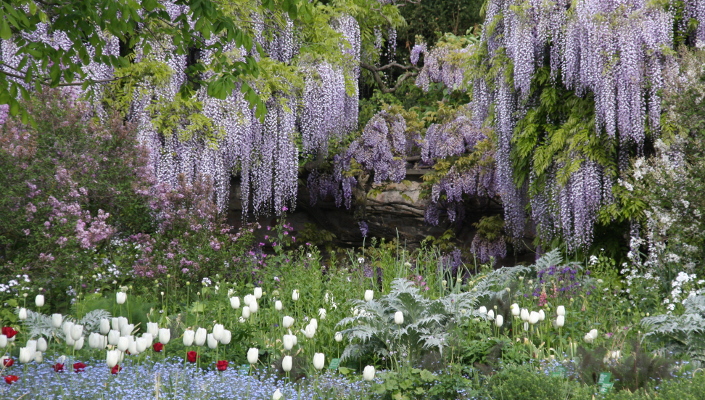 Hermannshof Wisteria and tulip blossom 