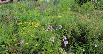 Bedding with different plants in the herbal garden