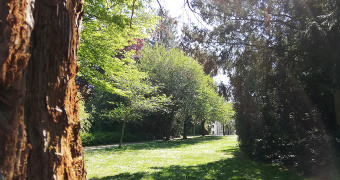 The stem of a mammoth tree and a lawn surrounded by hedges and trees in the Haganderpark