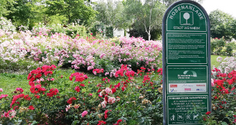 A sea of red and pink blossoming roses with the shield of the rose plant left in the foreground